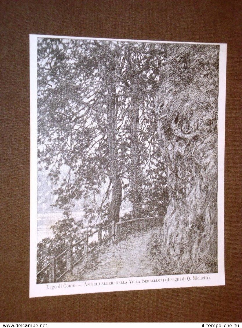 Rarissima veduta del Lago di Como del 1884 Alberi nella …