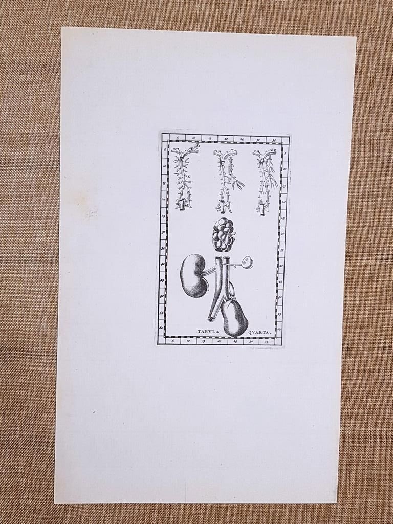Reni o rene Tavola anatomica Litografia Bartolomeo Eustachio 1722 Ristampa …
