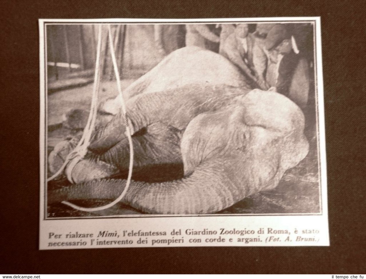 Roma nel 1924 Giardino zoologico L'elefantessa o elefante Mimì Lazio