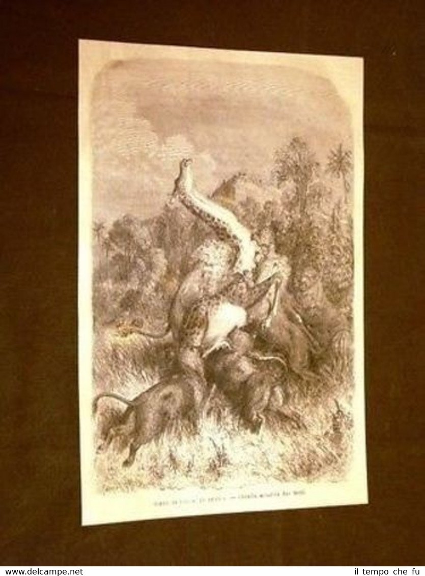 Scena di Caccia in Africa Giraffa assalita da Leoni