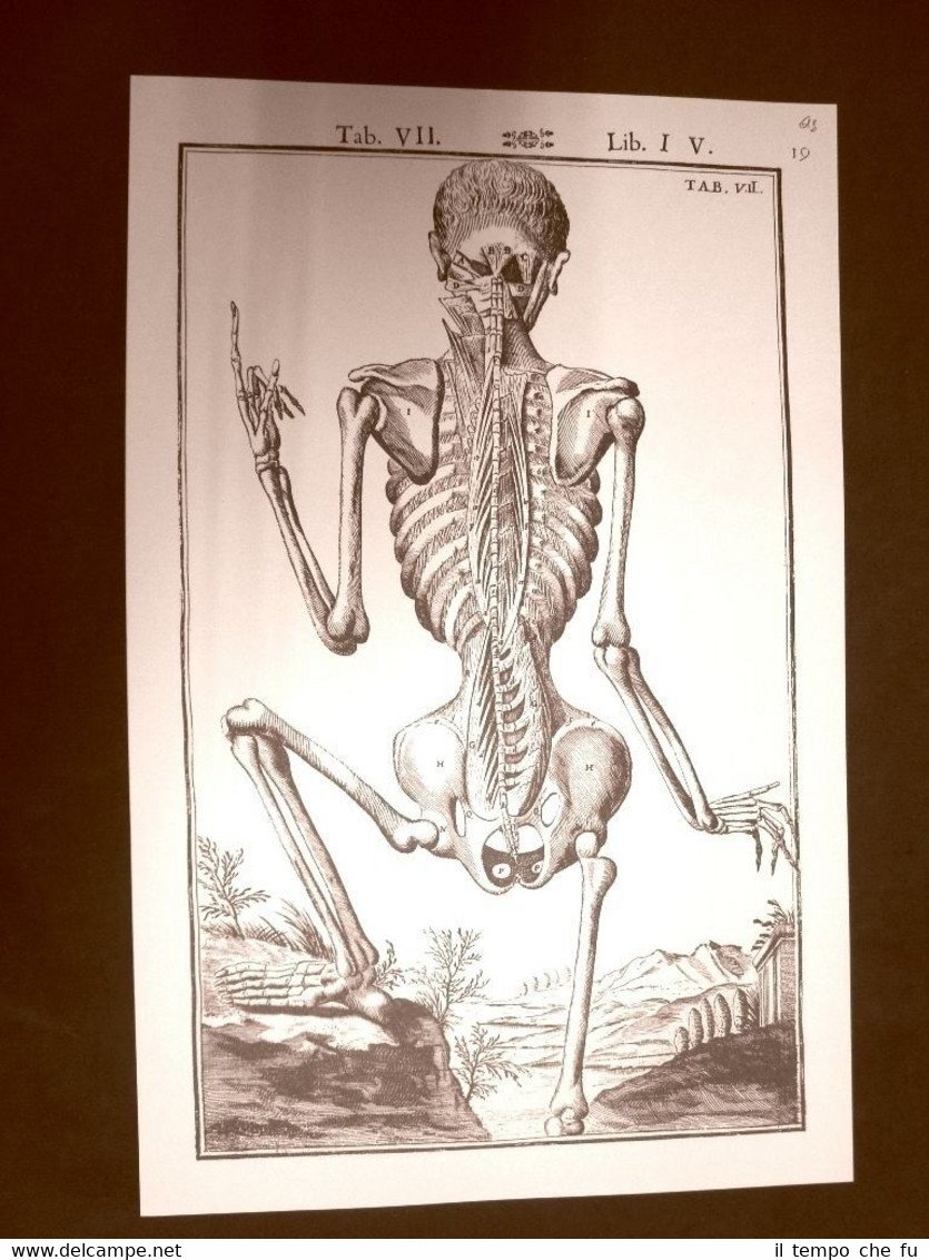 Schiena Tavola anatomica Litografia Giulio Cesare Casseri 1627 Ristampa