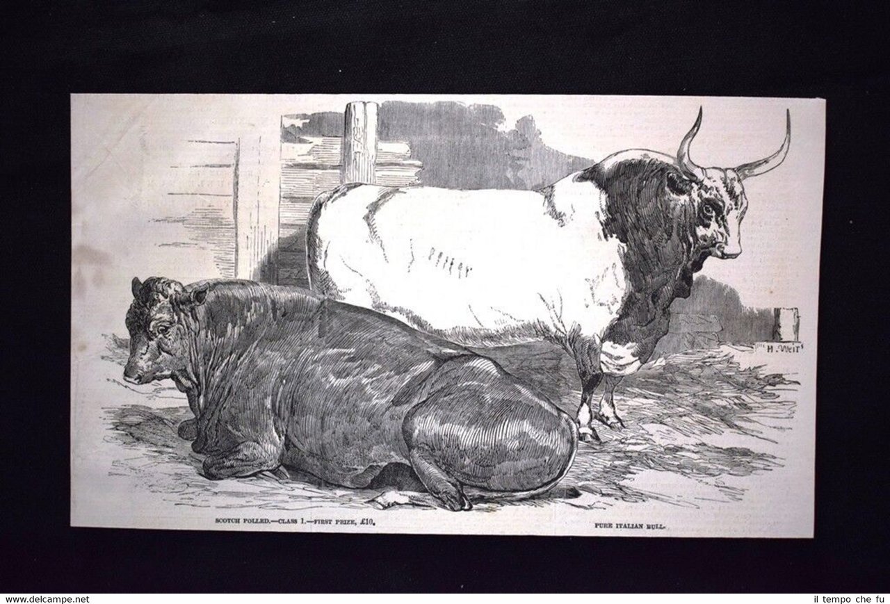 Scotch polled, primo premio - Toro italiano puro Incisione del … | Immagine principale