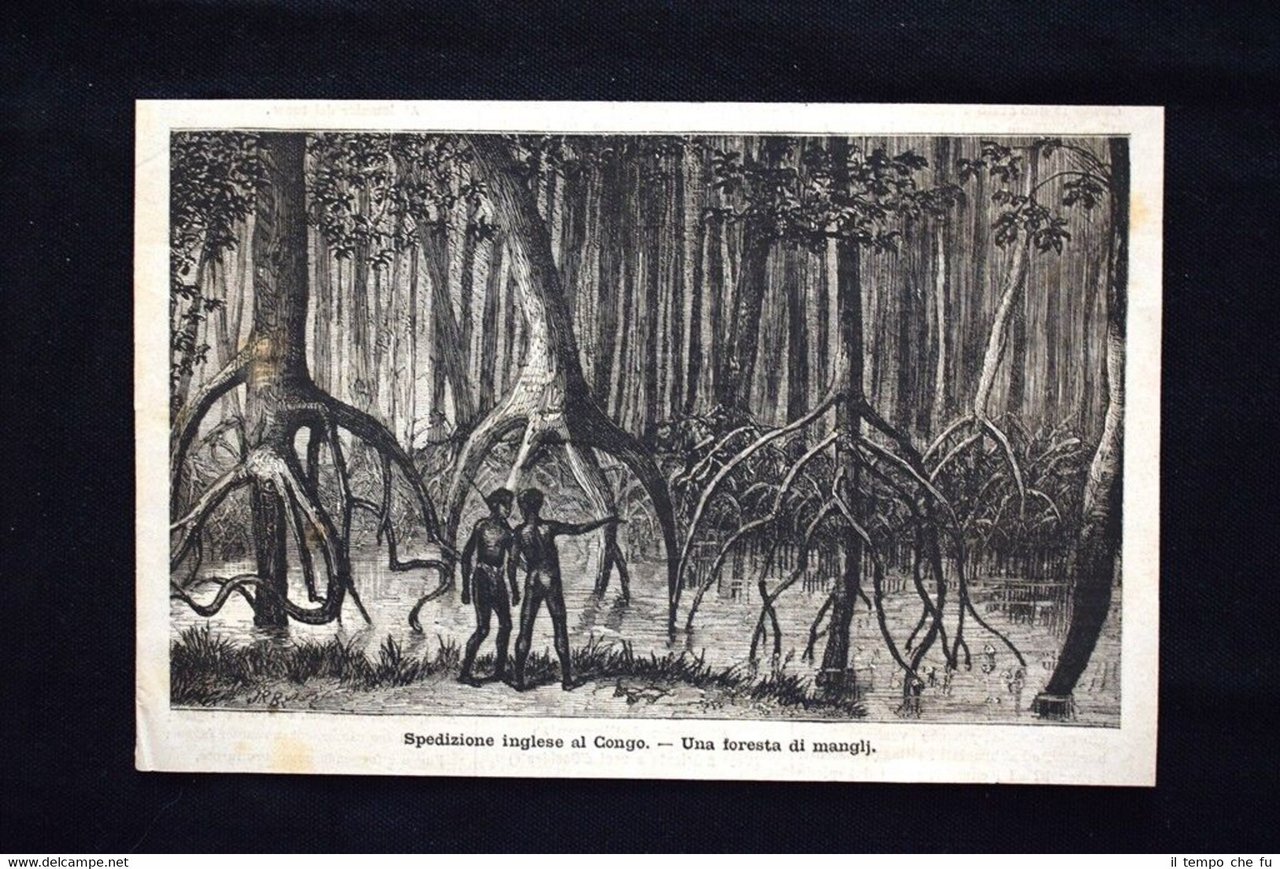Spedizione inglese al Congo - Una foresta di manglj Incisione … | Immagine principale