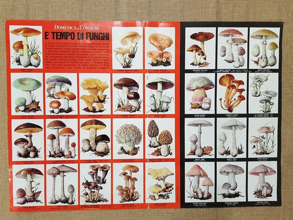 Stampa enorme del 1960 E' tempo di funghi Le principali … | Immagine principale