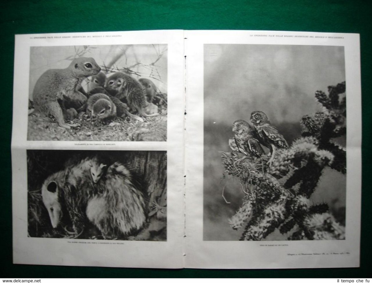 Stampa enorme nel 1931 Messico e Arizzona spedizione Pack ragoon …