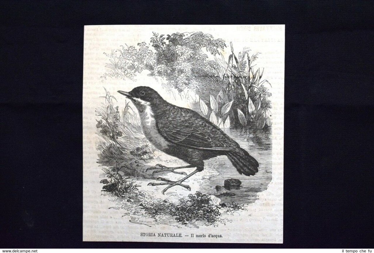 Storia naturale - Il merlo d'acqua Incisione del 1870