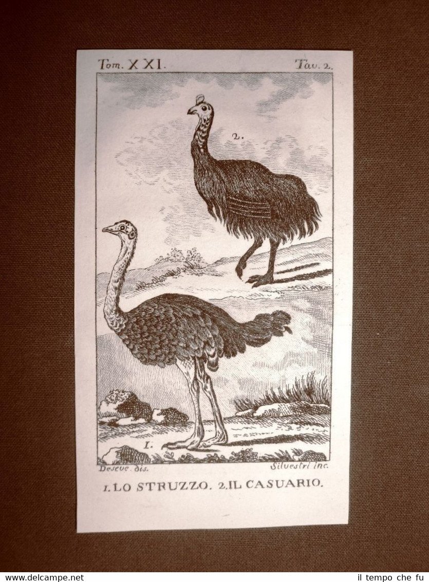 Struzzo e Casuario Incisione su rame del 1813 Buffon Uccello …