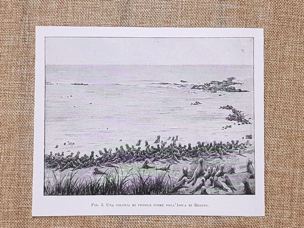 Sull'Isola di Bering nel 1899 Piccole foche Isole del Commodoro …