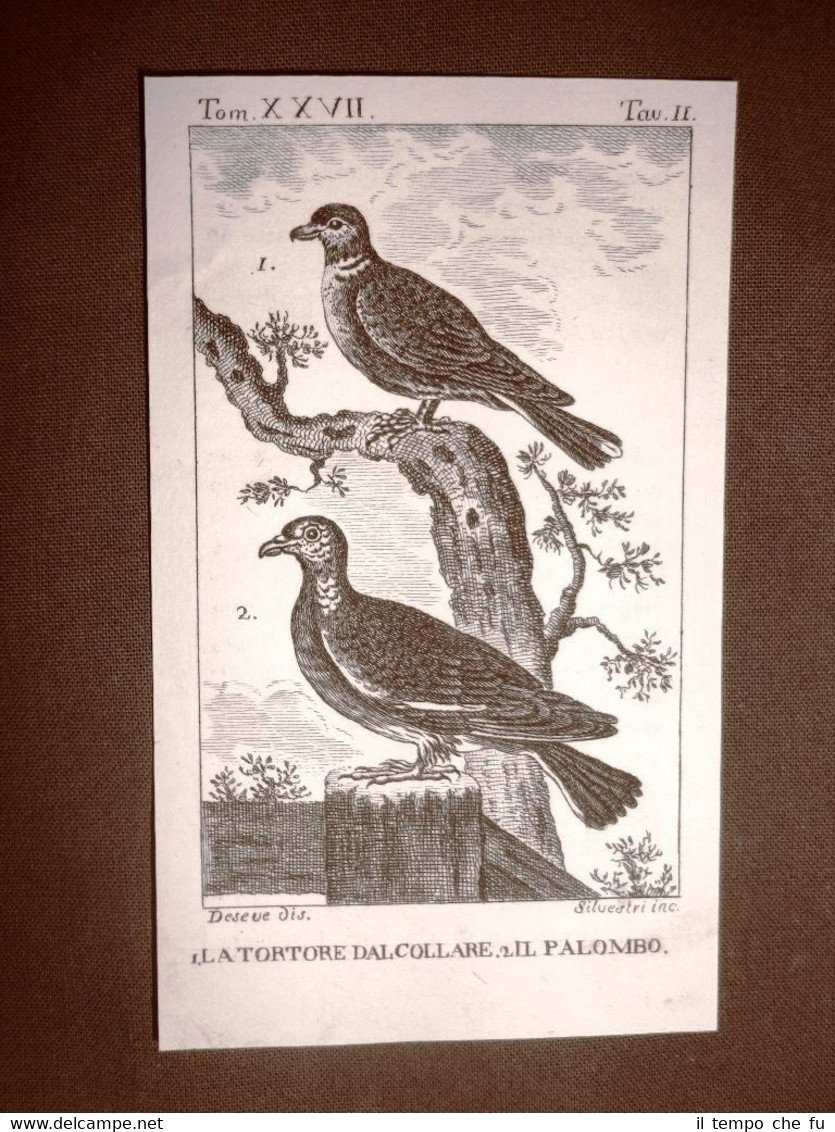 Tortore dal collare e Palombo Incisione rame del 1813 Buffon …