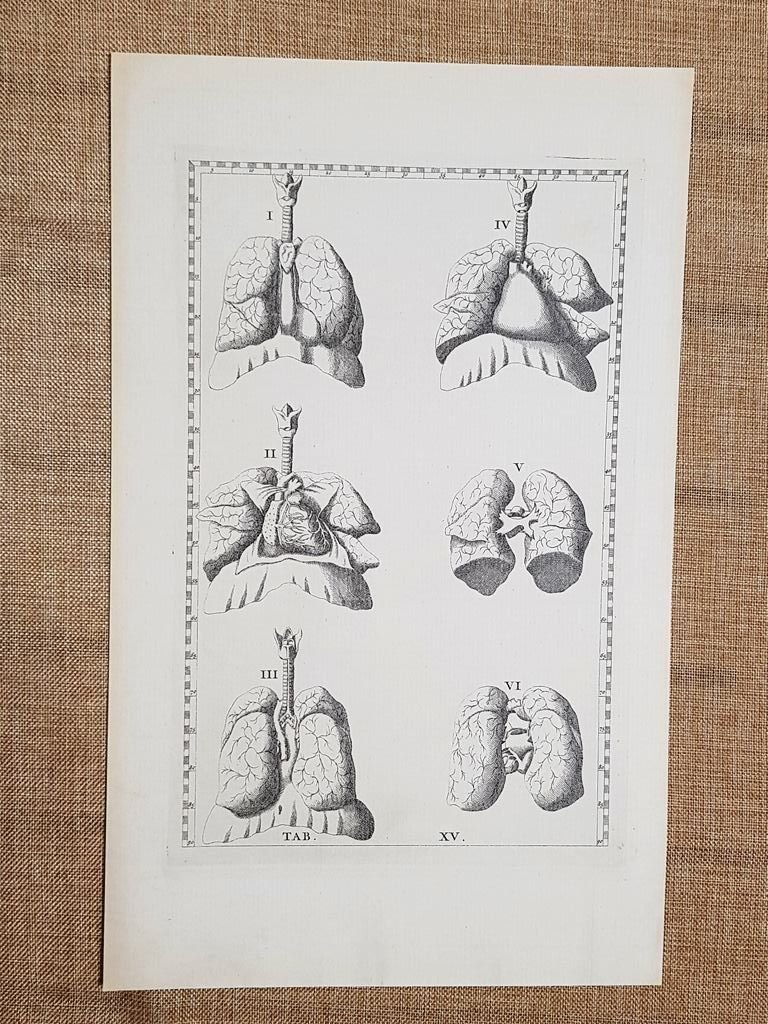 Trachea Polmoni Diaframma Tavola anatomica Litografia B. Eustachio 1722 Ristampa