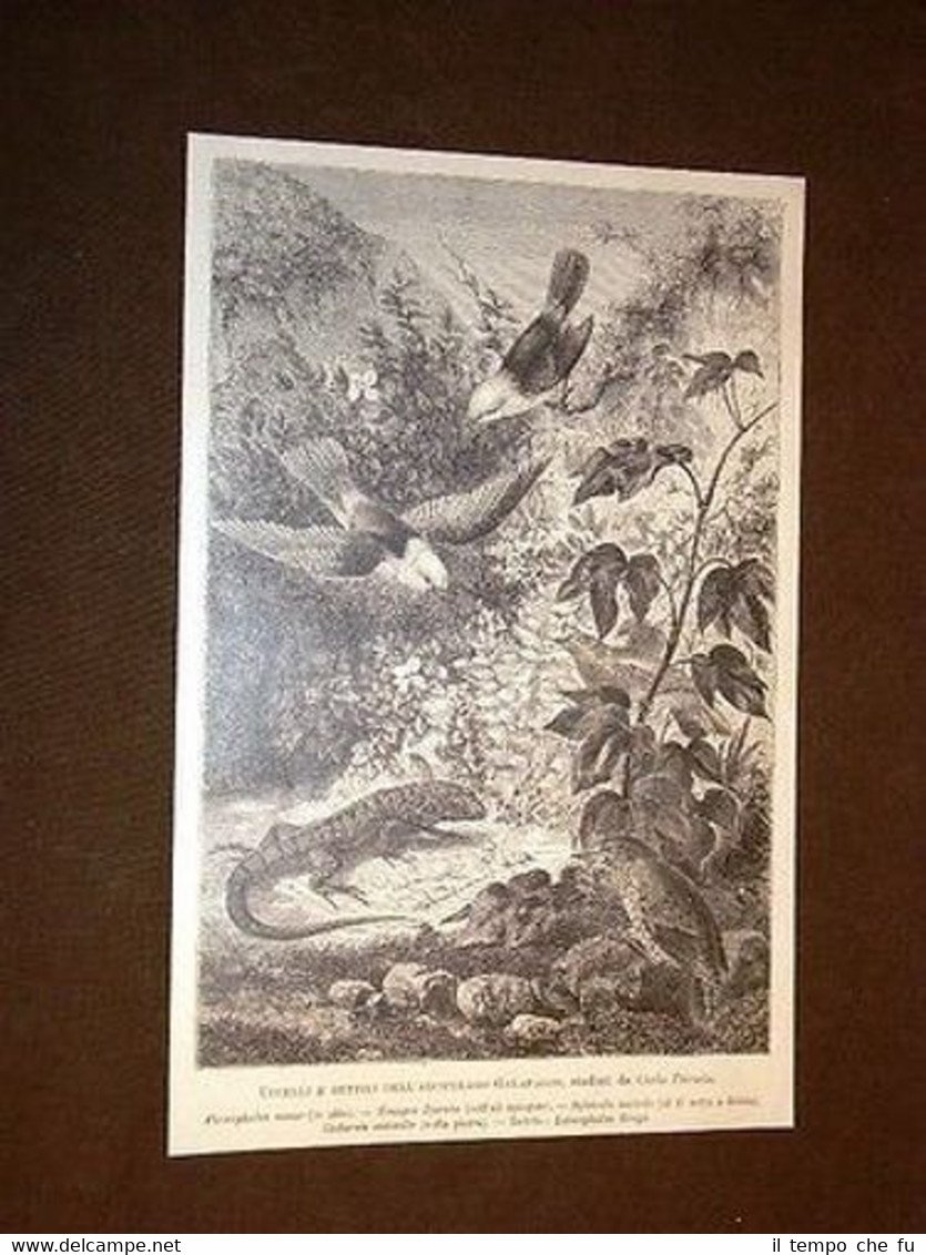 Uccelli e rettili dell'Arcipelago delle Galapagos studiati da Darwin Ornitologia