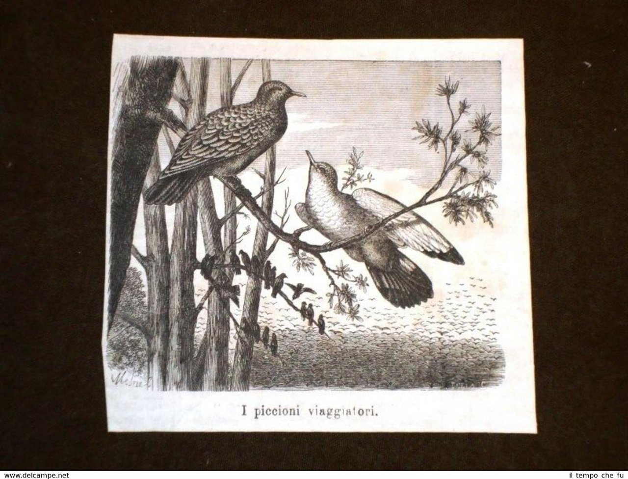 Uccelli ed Ornitologia nel 1869 Uccello Piccione viaggiatore