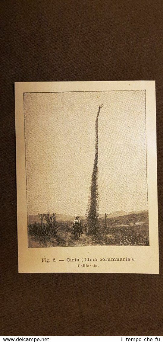 Un Cirio o Idria culumnaria in California nel 1895 Botanica