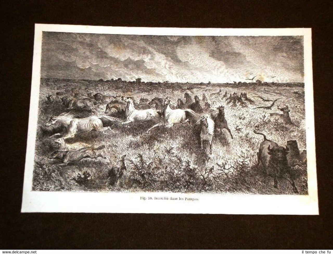 Un incendio nella Pampa nel 1864 Argentina | Immagine principale