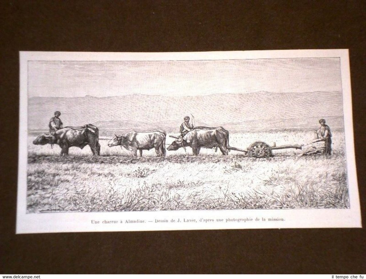 Une charrue à Almadine en 1889 Turchia
