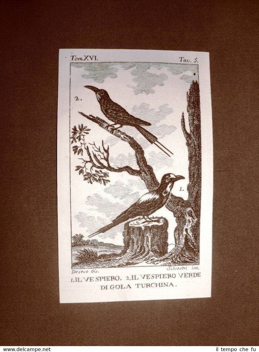 Vespiero e Gola Turchina Incisione rame del 1813 Buffon Uccello …