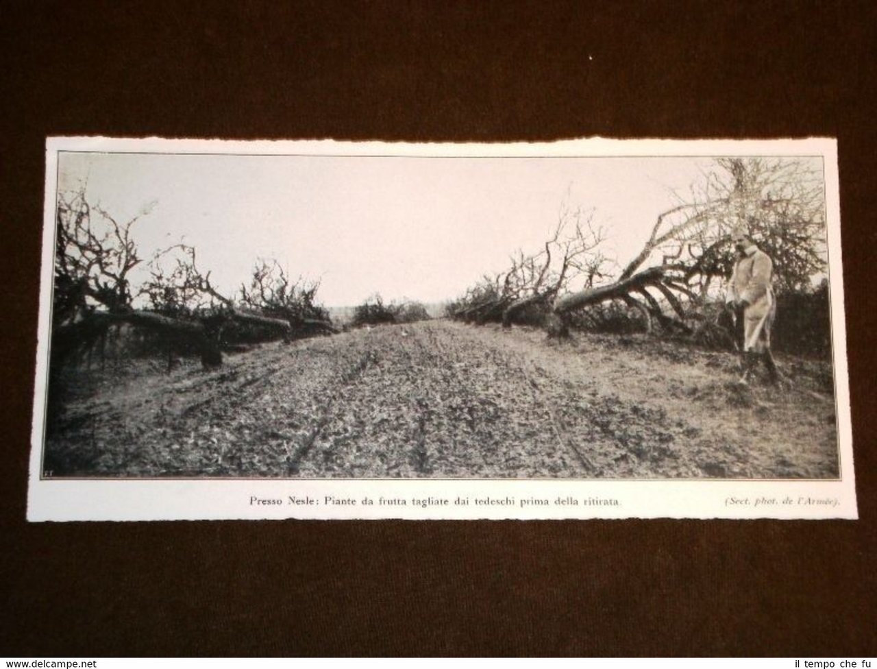WW1 Prima Guerra Mondiale 1914-1918 Nesle Alberi tagliati dai Tedeschi …