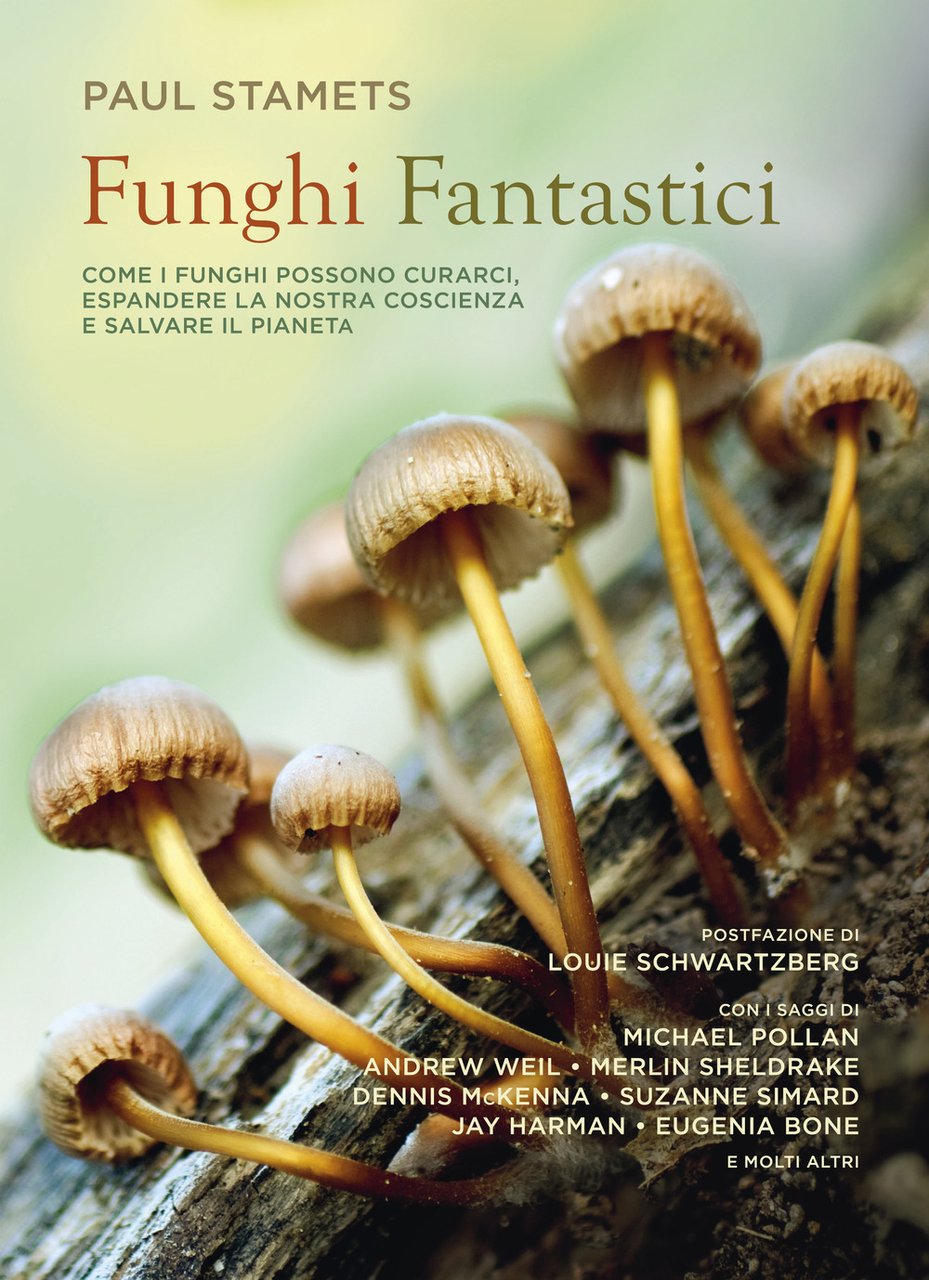 Funghi fantastici | Immagine principale