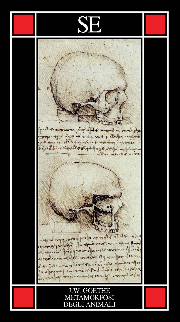 La metamorfosi degli animali | Immagine principale