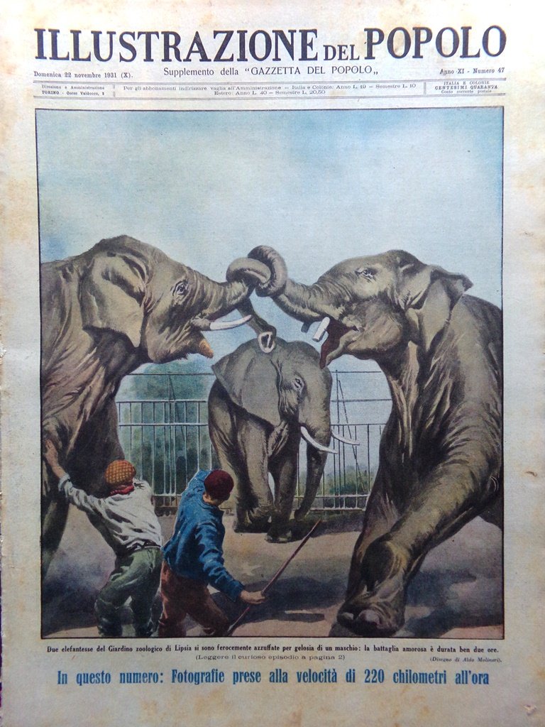 Illustrazione del Popolo 22 Novembre 1931 Palasthyi Uomo Leopardo Gioco …