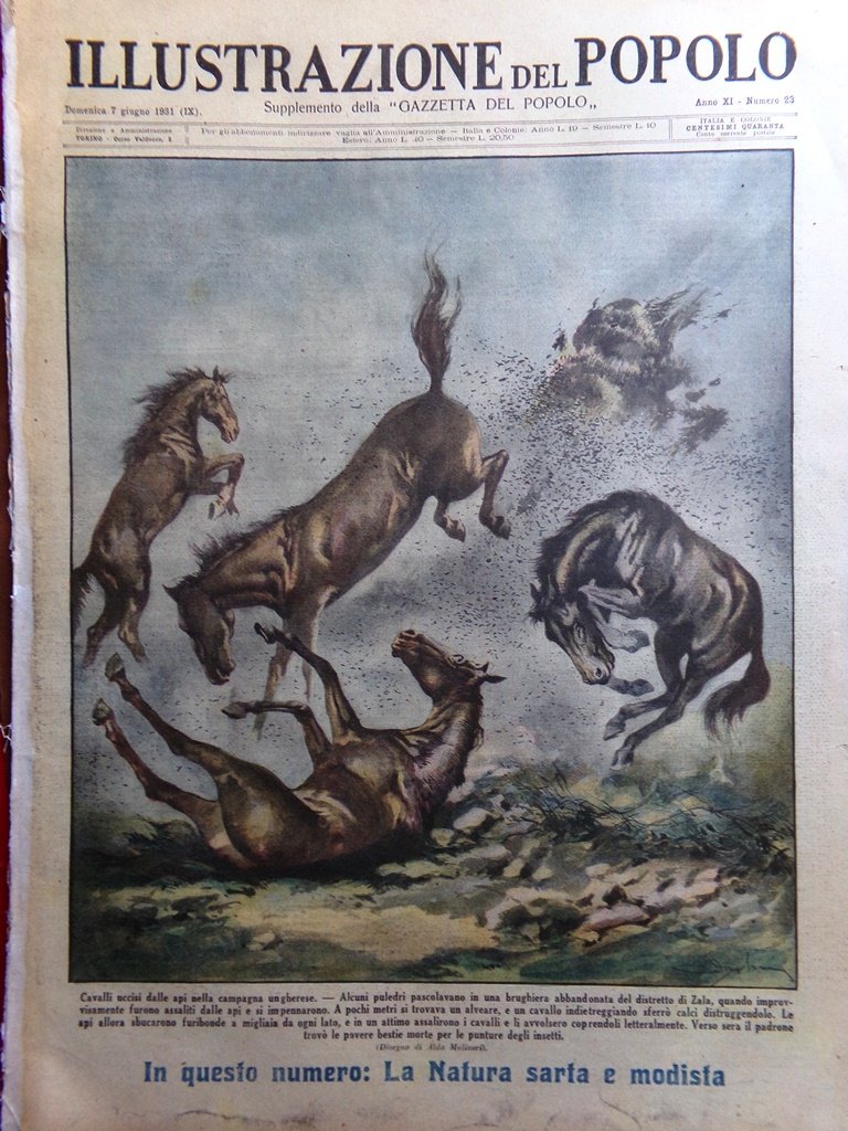 Illustrazione del Popolo 7 Giugno 1931 MacDonald Piccard Avignone Natura …