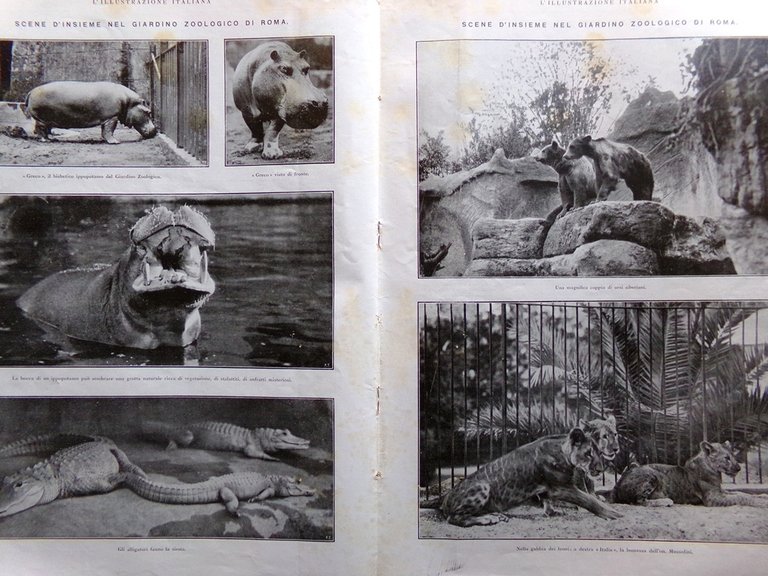 L'Illustrazione Italiana 7 Settembre 1924 Ossario Tonale De Bosis Zoo … | Immagine Gallery 4