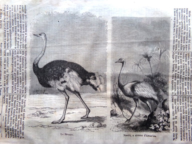 L'illustrazione Popolare 13 Gennaio 1870 Palazzo Ramsete Struzzo Del Sarto …