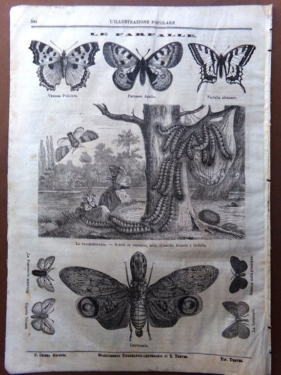 L'illustrazione Popolare 3 Aprile 1870 Artisti Museo Kensington Farfalle Apelle