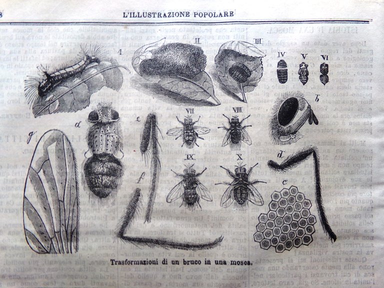 L'illustrazione Popolare 30 Dicembre 1869 Crémieux Egiziani Rispetto Pietroburgo