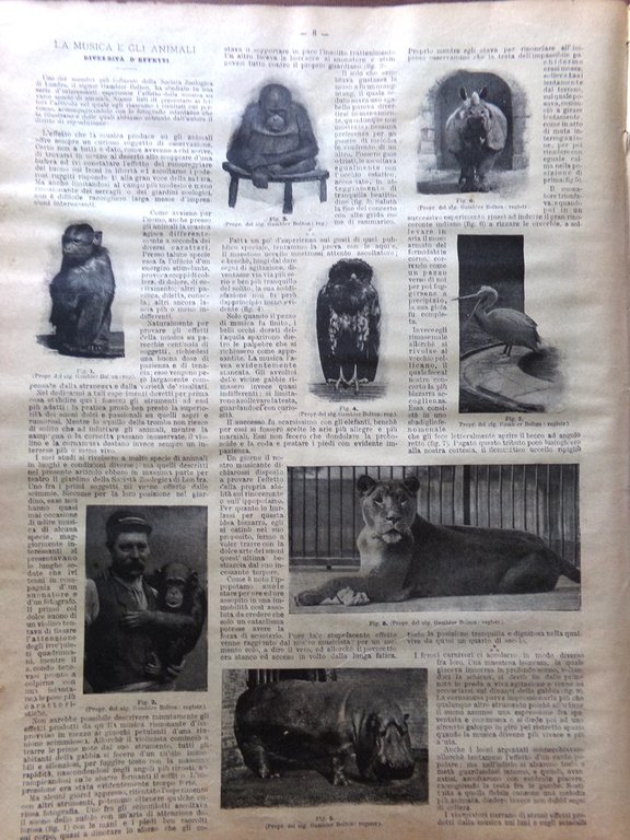 La Domenica del Corriere 30 Aprile 1899 Musica Animali Savoia …