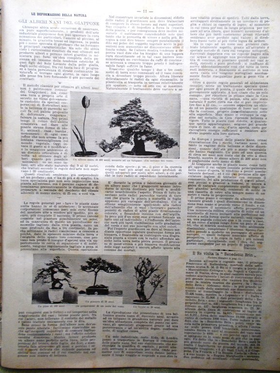 La Domenica del Corriere 4 Novembre 1900 McKinley Bonsai Naviglio …