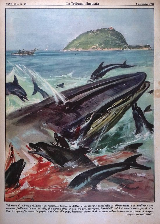 La Tribuna Illustrata 4 Novembre 1956 Rivolta Ungheria Coppi Primus …