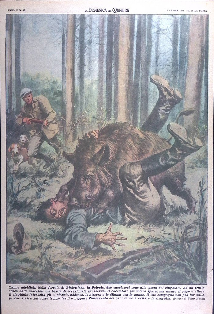 Retrocopertina Domenica del Corriere nr. 16 del 1954 Caccia Bialowieza …