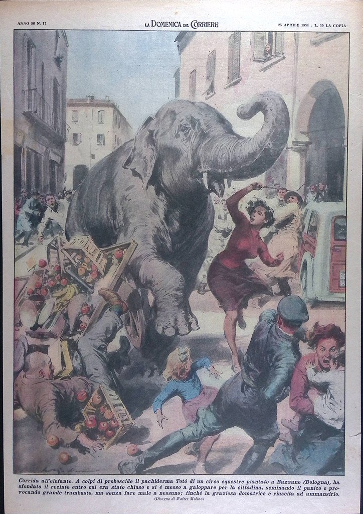 Retrocopertina Domenica del Corriere nr. 17 del 1954 Elefante Panico …