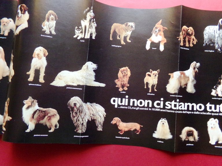 Specchio 15 Giugno 1996 Gibson Australia Cani San Francesco Assisi … | Immagine Gallery 4