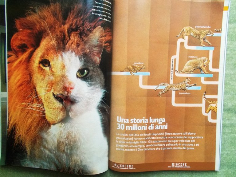 Specchio 7 Febbraio 1998 Paolo Conte Gatti Felini Modena Telenovelas …