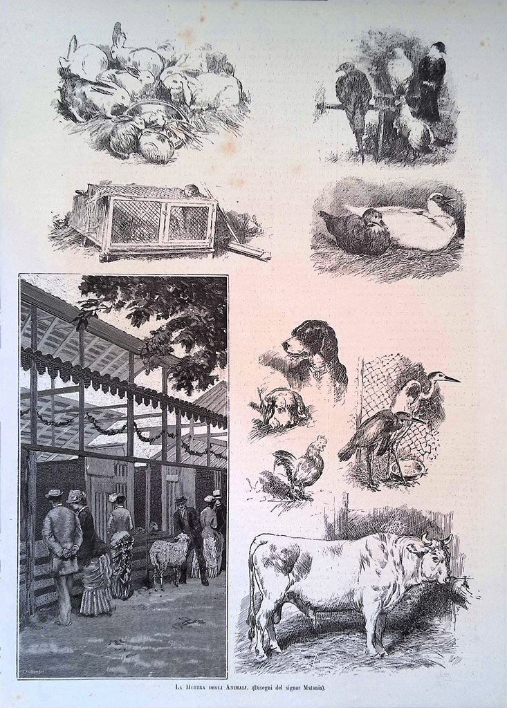 Stampa del 1881 La Mostra degli Animali Matania Buoi Galline …