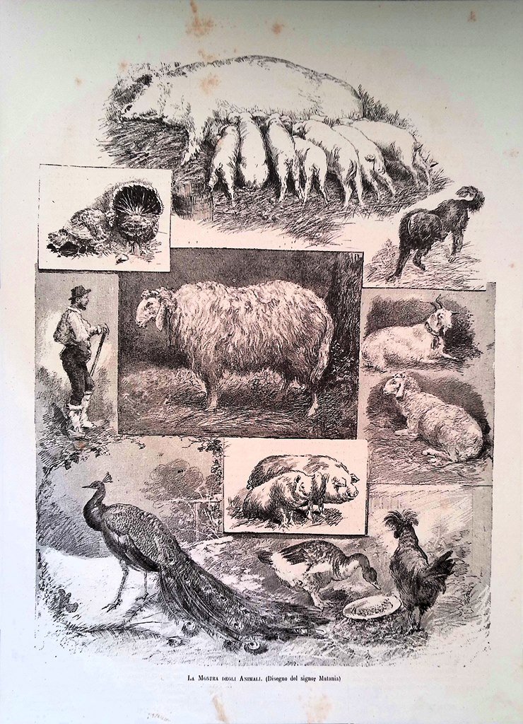 Stampa del 1881 La Mostra degli Animali Matania Pavone Maiali …