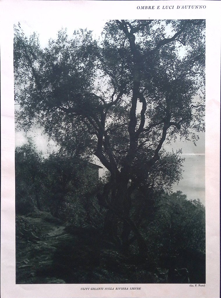 Stampa del 1926 Ombre Luci Autunno Ulivi Giganti Riviera Ligure … | Immagine principale