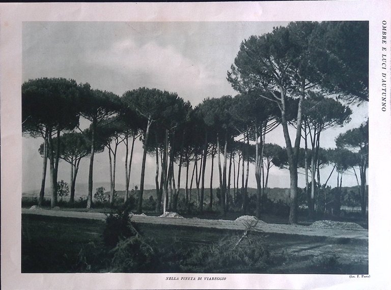 Stampa del 1926 Ombre Luci Autunno Ulivi Giganti Riviera Ligure … | Immagine Gallery 2
