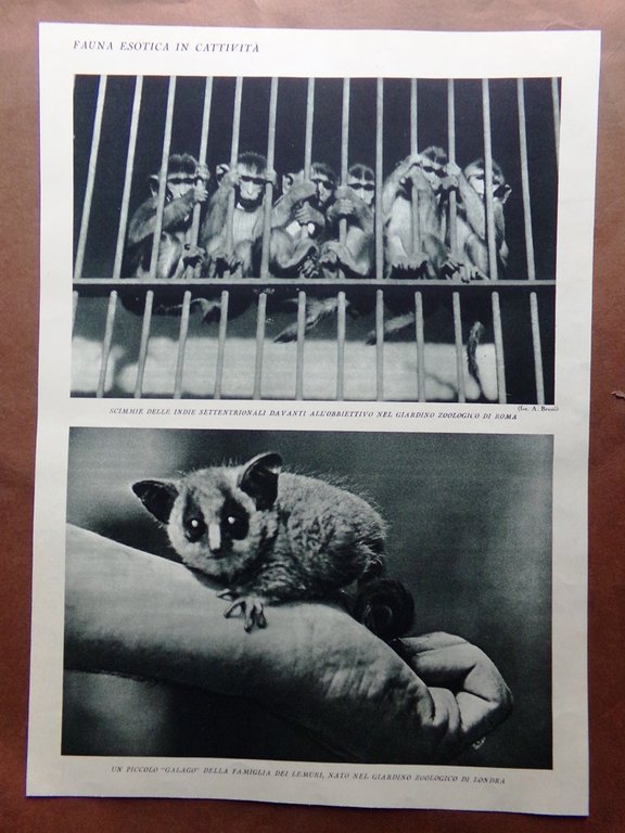 Stampa del 1927 Fauna Esotica Cattività Ghepardo Leopardo Scimmie Lemure …