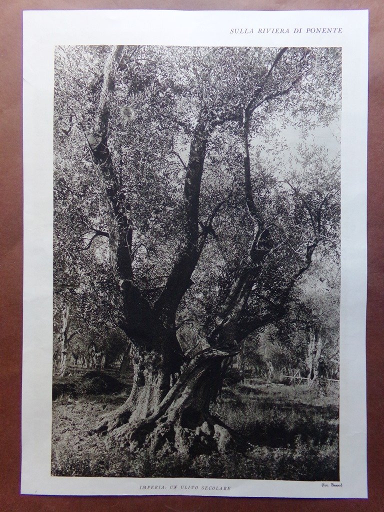 Stampa del 1927 Riviera Ponente Imperia Capo Berta Golfo Ulivo