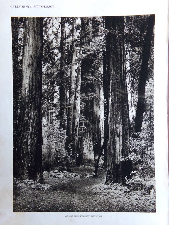 Stampa del 1927 San Francisco Spiaggia Hollywood California Foreste del …