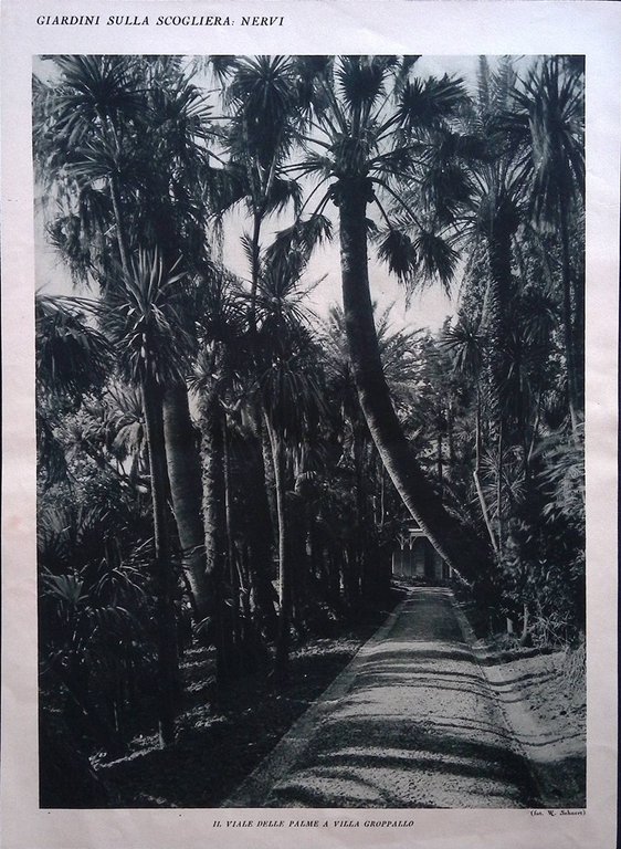 Stampa del 1928 Giardini Scogliera Nervi Parco Colle Sant'Ilario Viale … | Immagine Gallery 2
