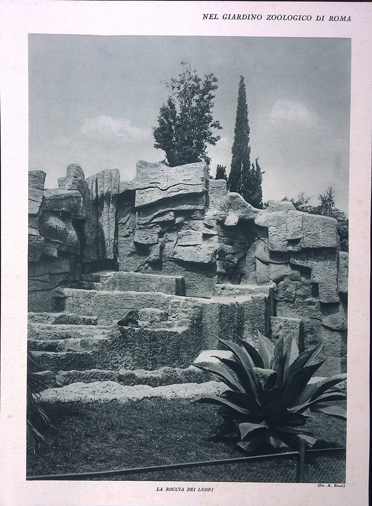 Stampa del 1928 Giardino Zoologico di Roma Leoni Orango Scimmie