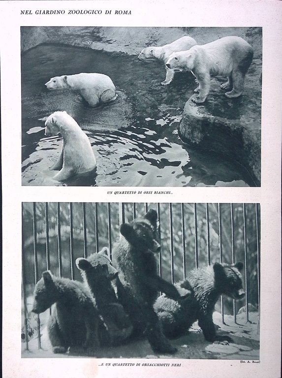 Stampa del 1928 Giardino Zoologico di Roma Panorama Reparto Foche …