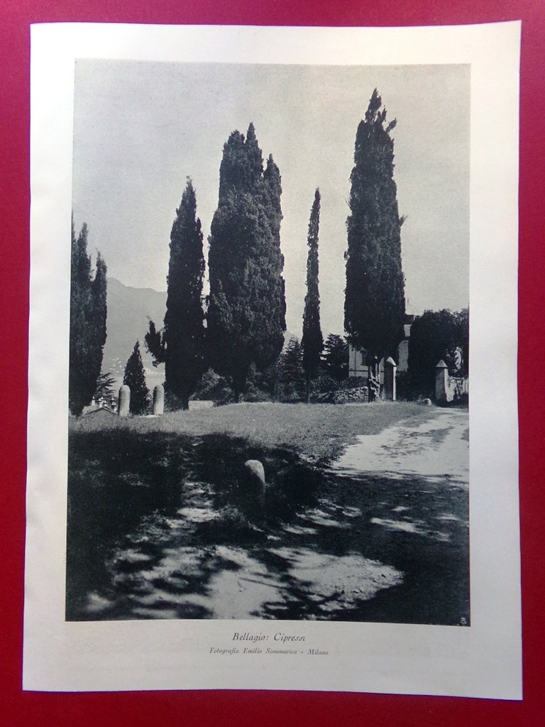 Stampa del 1929 Bellagio Cipressi Fotografia Emilio Sommariva