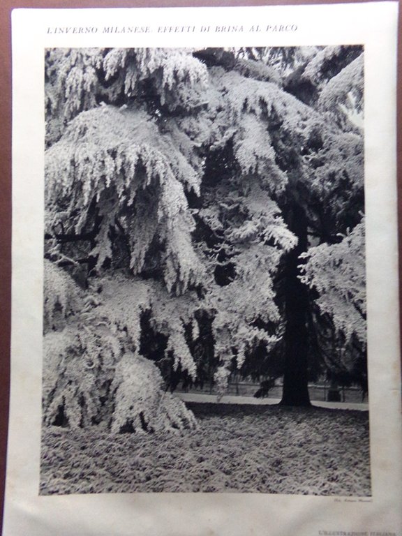 Stampa del 1929 L'inverno milanese: effetti di brina al parco