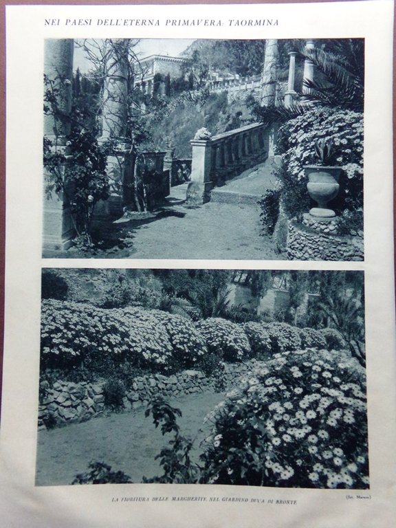 Stampa del 1929 Taormina Giardino Duca Bronte Fioritura Margherite