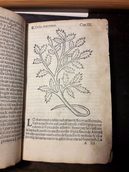 HERBOLARIO VOLGARE: NEL QUALE LE VIRTU DELLE HERBE: & MOLTI …